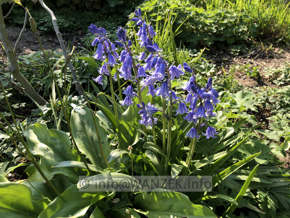 Hyacinthoides hispanica 01 (ev. Excelsior).JPG